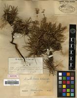 Isotype of Acantholimon balansae Boiss. [family PLUMBAGINACEAE]