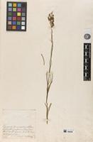 Filed as Campanula alpina Jacq. [family CAMPANULACEAE]
