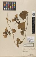 Syntype of Convolvulus sidaefolius Kunth [family CONVOLVULACEAE]