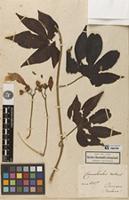 Holotype of Convolvulus roseus Kunth [family CONVOLVULACEAE]