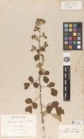 Lectotype of Rubus parviflorus Weston [family ROSACEAE]