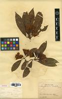 Syntype of Rhododendron siderophyllum Franch. [family ERICACEAE]