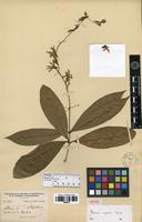 Isolectotype of Petrea aspera Turcz. [family VERBENACEAE]