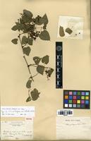 Isotype of Vitis bellula (Rehder) W.T.Wang [family VITACEAE]