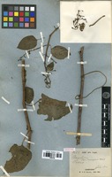 Syntype of Cissus hexangularis Thorel ex Planch. [family VITACEAE]
