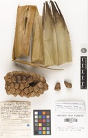 Isotype of Pandanus centrifugalis H.St.John [family PANDANACEAE]
