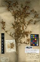 Syntype of Centaurea hyalolepis Boiss. [family ASTERACEAE]