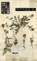 Filed as Centaurea dealbata Willd. [family ASTERACEAE]