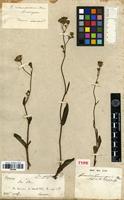 Holotype of Hieracium commersonii Monnier [family ASTERACEAE]