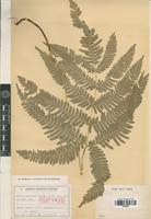 Isotype of Pteris natiensis Tagawa [family PTERIDOPHYTA]