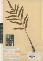 Isotype of Dryopteris toyamae Tagawa [family PTERIDOPHYTA]