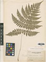 Isotype of Athyrium pinetorum Tagawa [family PTERIDOPHYTA]