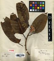 Type of Ficus fergusonii (King) Worth. [family MORACEAE]