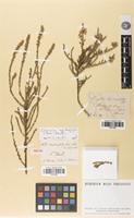 Isotype of Olearia lepidophylla (Pers.) Benth. [family ASTERACEAE]