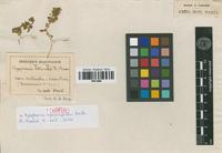 Lectotype of Dysphania myriocephala Benth. [family ILLECEBRACEAE]