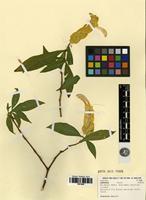 Filed as Pachystachys lutea Nees [family ACANTHACEAE]