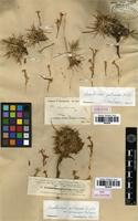 Paratype of Acantholimon petraeum Boiss. ex Bunge [family PLUMBAGINACEAE]