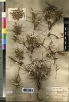 Type of Acantholimon tragacanthinum Boiss. [family PLUMBAGINACEAE]