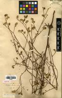 Isotype of Statice bicolor Bunge [family PLUMBAGINACEAE]