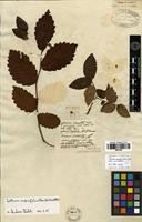 Filed as Zelkova carpinifolia (Pall.) K.Koch [family ULMACEAE]