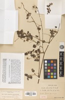 Isotype of Oxalis clematodes Donn.Sm. [family OXALIDACEAE]
