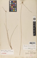 Isotype of Kyllinga albescens Steud. [family CYPERACEAE]