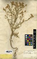 Type of Centaurea calolepis Boiss. [family ASTERACEAE]