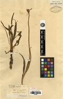 Type of Microseris major (A.Gray) Sch.Bip. [family ASTERACEAE]