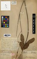 Holotype of Hypenia macrantha (A.St.-Hil. ex Benth.) Harley [family LAMIACEAE]