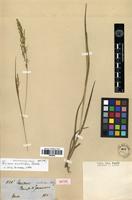 Isotype of Panicum scabridum Döll [family POACEAE]