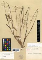 Isotype of Panicum webberianum Nash [family POACEAE]