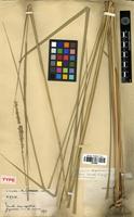 Type of Panicum longissimum (Mez) Henrard [family POACEAE]