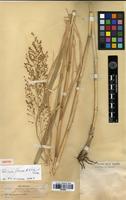 Isotype of Panicum plenum Hitchc. & Chase [family POACEAE]