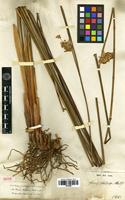 Isotype of Juncus valdiviae Steud. [family JUNCACEAE]