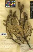 Holotype of Lithocarpus toumorangensis A. Camus [family FAGACEAE]