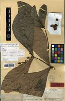 Holotype of Aniba megaphylla Mez [family LAURACEAE]