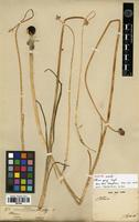 Type? of Allium grayi Regel [family ALLIACEAE]