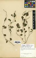 Isotype of Lagrezia ambrensis Cavaco [family AMARANTHACEAE]