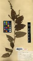 Isotype of Rubus ichangensis Hemsl. & Kuntze var. latifolius Cardot [family ROSACEAE]