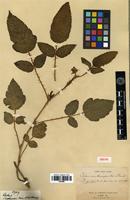 Isosyntype of Rubus xanthocarpus Bureau & Franch. [family ROSACEAE]