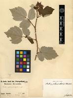 Type of Rubus phoenicolasius Maxim. [family ROSACEAE]