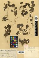 Isotype of Viola mandonii W. Becker [family VIOLACEAE]