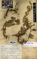 Type of Ficus tikoua Bureau [family MORACEAE]