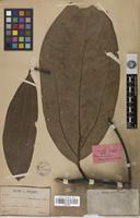 Holotype of Cinnamomum cambodianum Lecomte [family LAURACEAE]
