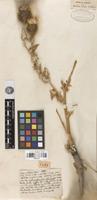 Type of Cousinia radians Bunge [family ASTERACEAE]