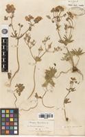 Syntype of Geranium tuberosum L. var. genuinum Boiss. [family GERANIACEAE]