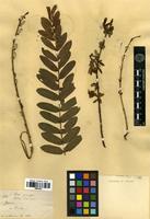 Type? of Salix multinervis Franch. & Sav. nom. inval. [family SALICACEAE]