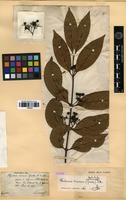 Syntype of Canthium dicoccum (Gaertn.) Merr. [family RUBIACEAE]
