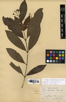 Isotype of Ixora heterodoxa Müll.Arg. [family RUBIACEAE]