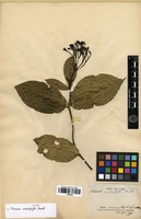 Type of Faramea cardiophylla Standl. [family RUBIACEAE]